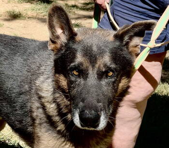 Rescue German Shepherd Dog Dogs for Adoption in Baltimore, Maryland - Nash | PetCurious