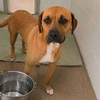 Milkshake 26-0401 -  Mixed Breed Dog for Adoption in Yanceyville, North Carolina - Milkshake 26-0401 | PetCurious