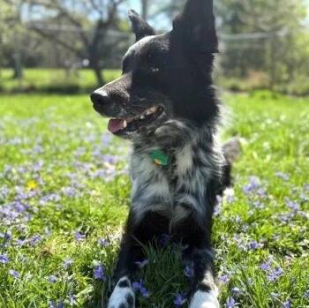 Border Collie Dogs Available for Adoption in Dublin, Ohio - Todd | PetCurious