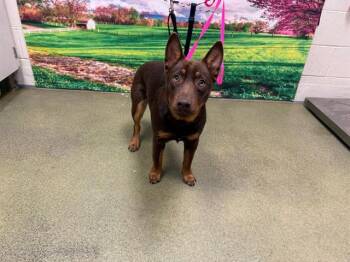 Australian Cattle Dog Blue Heeler and Mixed Breed Dogs Available for Adoption in Moreno Valley, California - WALT | PetCurious