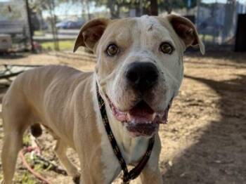 Miguel -  Mixed Breed Dog for Adoption in Georgetown, Texas - Miguel | PetCurious