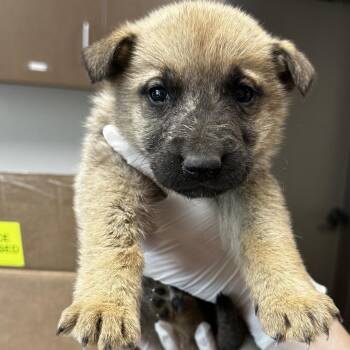 Shepherd and Mixed Breed Dogs Available for Adoption - PayDay | PetCurious