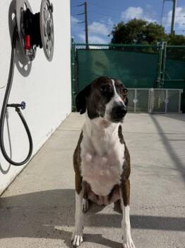 Doris -  Greyhound and Australian Shepherd Dog for Adoption in North Miami Beach, Florida - Doris | PetCurious