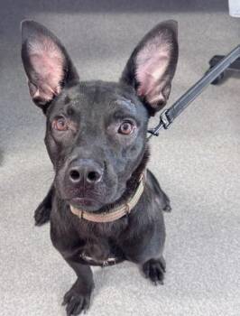 Steveo -  Mixed Breed Dog for Adoption in West Chester, Pennsylvania - Steveo | PetCurious