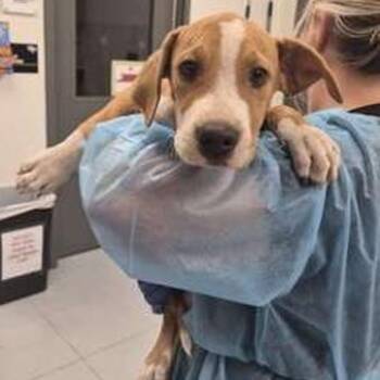 Bones -  Terrier Dog for Adoption in Tampa, Florida - Bones | PetCurious