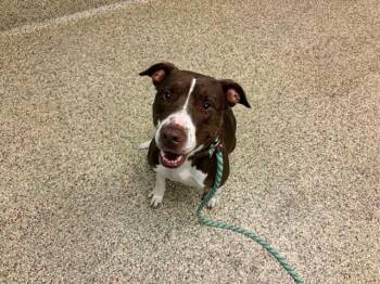 LORRAINE -  Pit Bull Terrier and Mixed Breed Dog for Adoption in Colorado Springs, Colorado - LORRAINE | PetCurious