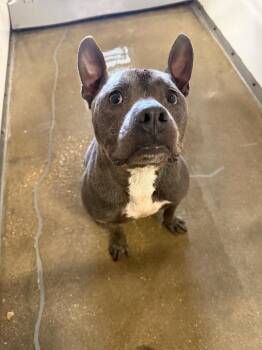 Pit Bull Terrier Dogs Available for Adoption in Belton, Texas - Chico* | PetCurious