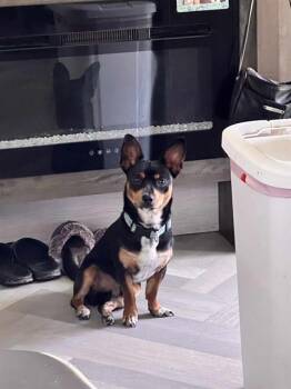 Rescue Dachshund and Chihuahua Dogs for Adoption in San Antonio, Texas - GIZMO | PetCurious