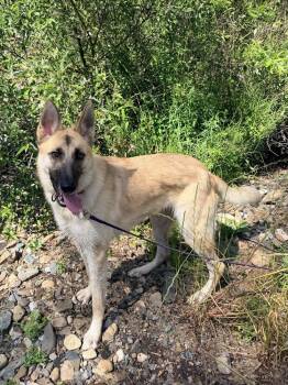 Lucy Lou -  German Shepherd Dog Dog for Adoption in Shingle Springs, California - Lucy Lou | PetCurious