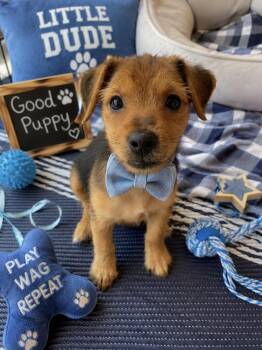 Michael -  Yorkshire Terrier and Terrier Dog for Adoption in Newport Beach, California - Michael | PetCurious