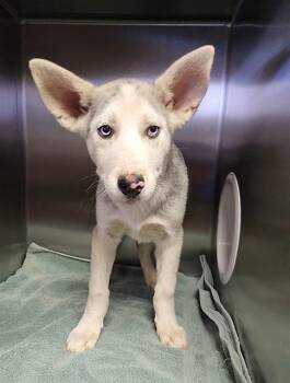 Rescue Siberian Husky and Mixed Breed Dogs for Adoption in Redlands, California - GHOST | PetCurious