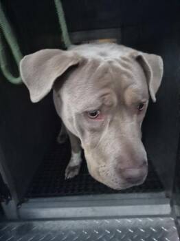 Pit Bull Terrier Dogs Available for Adoption in Lawrenceville, Georgia - Pen 115 Luna | PetCurious