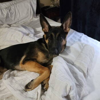 Rescue German Shepherd Dog Dogs for Adoption in Dallas, Texas - Hunter | PetCurious