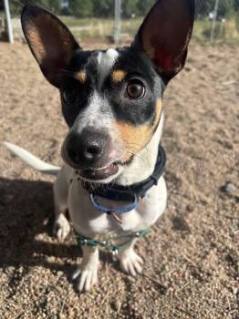 Bruce Wayne -  Rat Terrier Dog for Adoption in Pueblo, Colorado - Bruce Wayne | PetCurious