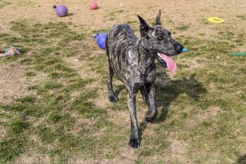 Great Dane Dogs Available for Adoption - Rosie | PetCurious