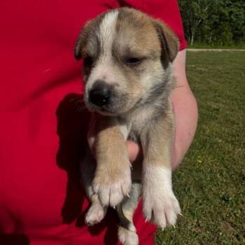 Husky and Mixed Breed Dogs Available for Adoption in Morton Grove, Illinois - Darla | PetCurious