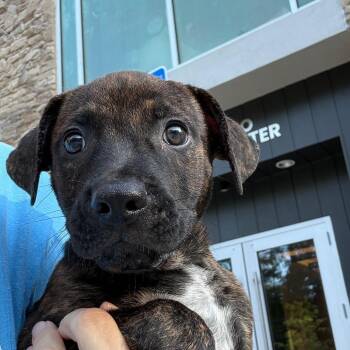 Austin 22906 -  Chihuahua and Mixed Breed Dog for Adoption in Cumming, Georgia - Austin 22906 | PetCurious