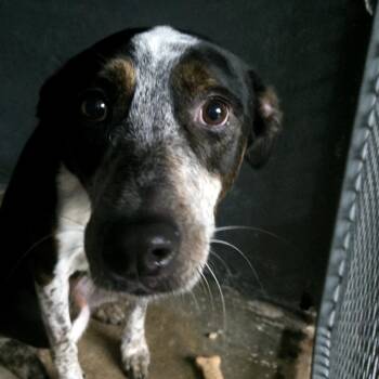 Rescue Mixed Breed Dogs for Adoption in Guaynabo, Guaynabo - Nao | PetCurious