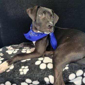 Pepper -  Black Labrador Retriever and Mixed Breed Dog for Adoption in Leesburg, Alabama - Pepper | PetCurious