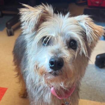 Cher -  Miniature Schnauzer Dog for Adoption in Valparaiso, Indiana - Cher | PetCurious
