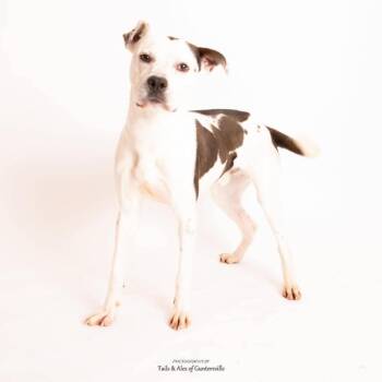 Mixed Breed Dogs Available for Adoption - Valentino | PetCurious