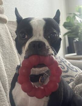 Bugsy and Bosco -  Boston Terrier Dog for Adoption in Scottsdale, Arizona - Bugsy And Bosco | PetCurious