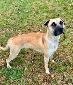 Rescue Boxer Dogs for Adoption in Mocksville, North Carolina - Owen | PetCurious