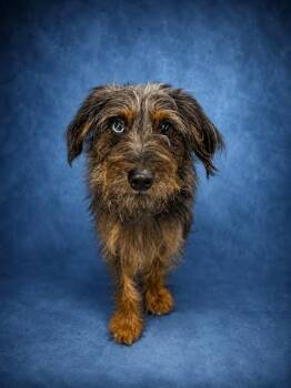ALFIE -  Border Terrier and Mixed Breed Dog for Adoption in Westminster, Maryland - ALFIE | PetCurious