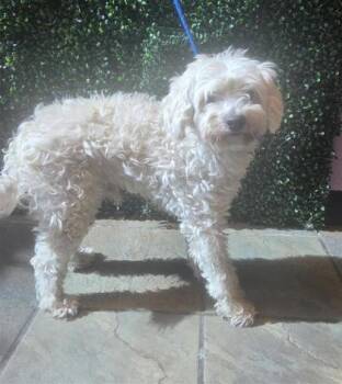 61531735 -  Miniature Poodle and Mixed Breed Dog for Adoption in El Paso, Texas - 61531735 | PetCurious