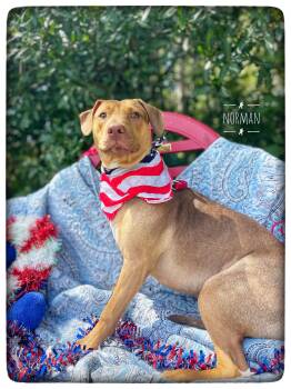 Norman (in foster care) -  Vizsla and Pit Bull Terrier Dog for Adoption in Sebring, Florida - Norman (in Foster Care) | PetCurious