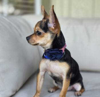 Chihuahua Dogs Available for Adoption - Brie | PetCurious