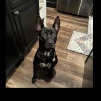 Australian Kelpie Dogs Available for Adoption - Brittany | PetCurious