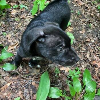 Bison -  Wire Fox Terrier Dog for Adoption in Northbrook, Illinois - Bison | PetCurious