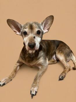 Terrier Dogs Available for Adoption in Sarasota, Florida - Sophie | PetCurious