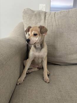 Italian Greyhound Dogs Available for Adoption - Sadie | PetCurious