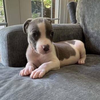 Merlin -  Mixed Breed Dog for Adoption in Columbus, Georgia - Merlin | PetCurious