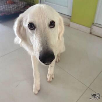 Perla -  Great Pyrenees and Retriever Dog for Adoption in Washington, District Of Columbia - Perla | PetCurious