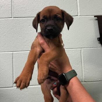 Fennel -  Pit Bull Terrier Dog for Adoption in Harrisville, West Virginia - Fennel | PetCurious