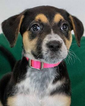 Willow -  Beagle and Labrador Retriever Dog for Adoption in Kennesaw, Georgia - Willow | PetCurious