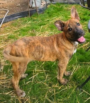 Tigger -  Dutch Shepherd Dog for Adoption in Harlingen, Texas - Tigger | PetCurious