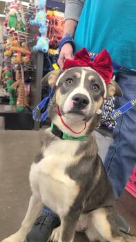 Border Collie and German Shepherd Dog Dogs Available for Adoption - Liberty | PetCurious