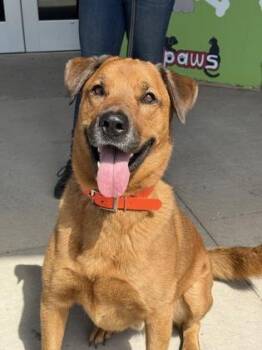 Chase -  German Shepherd Dog and Rottweiler Dog for Adoption in Gwinn, Michigan - Chase | PetCurious