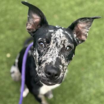 Rescue Catahoula Leopard Dog and Pit Bull Terrier Dogs for Adoption in Chattanooga, Tennessee - Patches | PetCurious