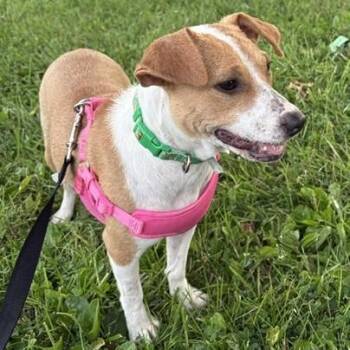 lorelai -  Jack Russell Terrier Dog for Adoption in Ogontz Campus, Pennsylvania - Lorelai | PetCurious