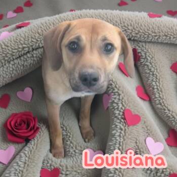 Louisiana - 35lbs, big personality, lots of love to give -  Hound and Black Mouth Cur Dog for Adoption in Chuckey, Tennessee - Louisiana - 35lbs, Big Personality, Lots Of Love To Give | PetCurious