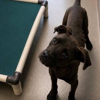Adam -  Terrier and Mixed Breed Dog for Adoption in Nampa, Idaho - Adam | PetCurious