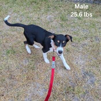 Bug -  Australian Shepherd and Mixed Breed Dog for Adoption in Tomah, Wisconsin - Bug | PetCurious
