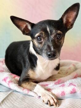 Crenshaw 9825 -  Chihuahua Dog for Adoption in Boca Raton, Florida - Crenshaw 9825 | PetCurious