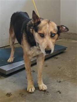 MR SPOCK -  German Shepherd Dog and Siberian Husky Dog for Adoption in Camarillo, California - MR SPOCK | PetCurious