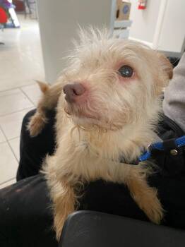 Chihuahua and Terrier Dogs Available for Adoption - Missy | PetCurious